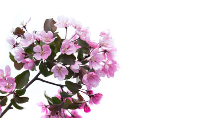 Spring flower background border. Beautiful pink blossoming apple tree branch on white isolated...