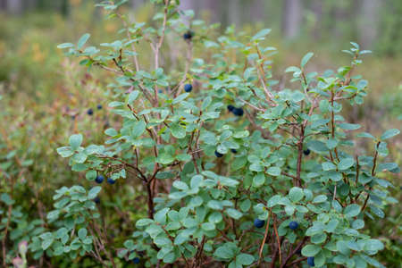Close-up of vaccinium uliginosum (bog bilberry, bog blueberry, northern bilberry or western blueberry)の写真素材