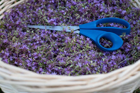 Handpicked purple wild thyme.	
Large pile of cut Thymus serpyllum in a basket. Popular folk medicine plant picked during summer and dried for winter.の写真素材