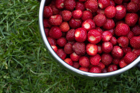 Pot full on cleaned Estonian  strawberries. Prerared for jam making.