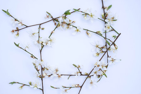 White blossoming cherry branch frame on light backgroundの写真素材
