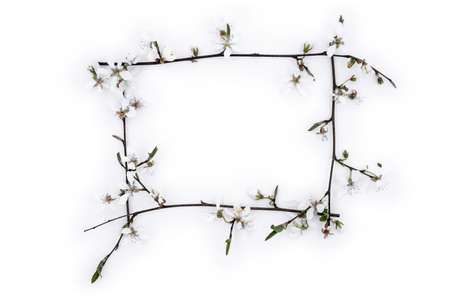 White blossoming cherry branch frame on light backgroundの写真素材