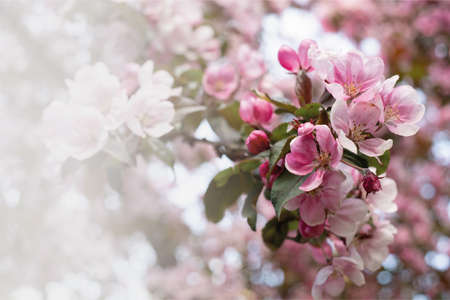 Beautiful pink blossoming background. Spring blooming branches. Natural scene. Paradise apple tree in nature bright daylight. Valentine's day or Mother's day theme.の写真素材