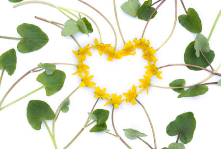 Heart shape of yellow spring flowers on pure wite background, add your product in the middle. Valentine's day theme.の写真素材