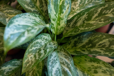 Aglaonema, commonly known as Chinese evergreen. Close-up of large green leaf tropical house plant with white spots. Good air purifier.の写真素材