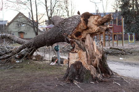 Large fallen tree in public park in Tallinn Estonia. Dangerous old rotten tree fallen on kids...