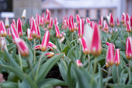 Colourful flowers growing in a city park or garden. Beautiful red and white spring tulips during in...