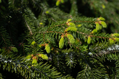 Spruce shoots. Fresh green spruce tips are new spring growths at the end of a branch. Rich in...