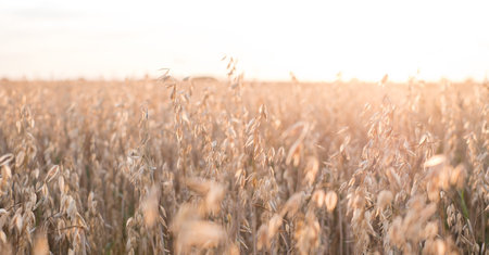 Oats growing naturally in sunlight.