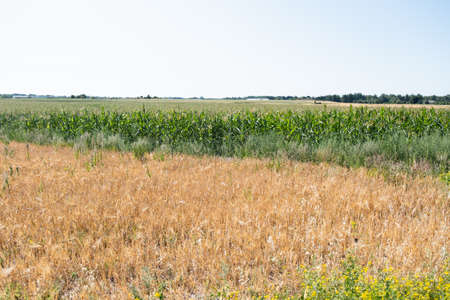 Crop cultivation fields in country side.の写真素材