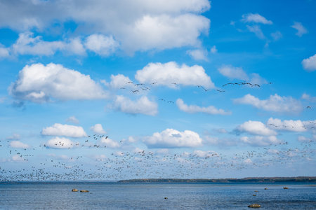 Ducks flying over the sea in autumn. Huge duck flocks forming during bird migration season in...