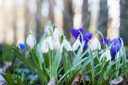 Small wild forest flowers growing in April.の写真素材