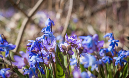 Small wild forest flowers growing in April.