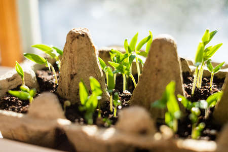 Seedling in egg carton. Growing shoots on window during spring. Self sufficient and sustainable living and gardening.の写真素材