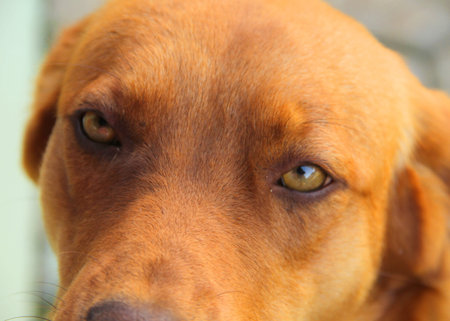 Dog with eyesの写真素材