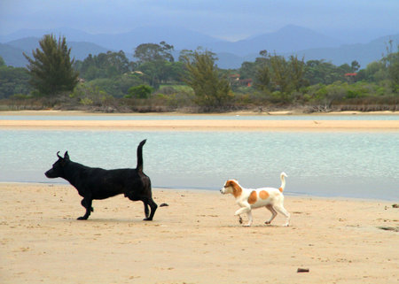 Dogs on the beach sand