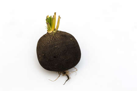 Black Spanish Radish on white. Black Radish side view with rootlets.の写真素材