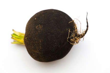 Black Spanish Radish on white. Black Radish side view with rootlets.の写真素材