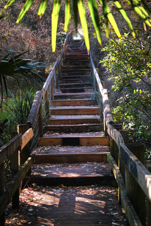 Boardwalk in thick coastal forest in Australia. Fenced wooden walking trail in woodsの写真素材
