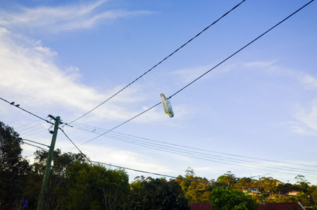Acrobatic bird upside down on a wire against blue sky. Tropical bird cockatoo on a telephone line...