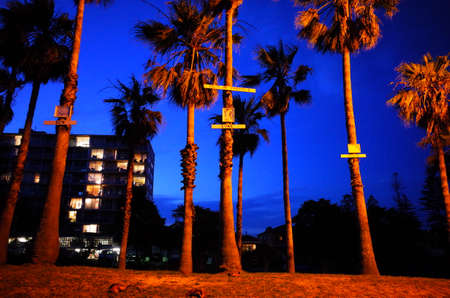 Freshwater Beach, Freshwater, Sydney, New South Wales, Australia, 15 November 2017: Unofficial palm tree memomial consisting of names and pictures of teenagers deceased in a car accident in Sydney, Australia.のeditorial素材