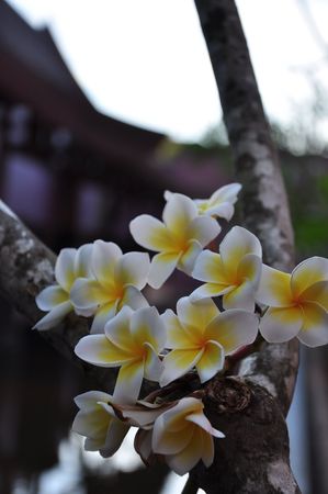 Phulay Bay A Ritz Carlton Reserve  Krabi Thailandの写真素材