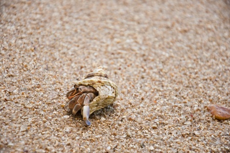 Hermit crabの写真素材