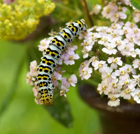 portrait of a caterpillar on a flowerの写真素材