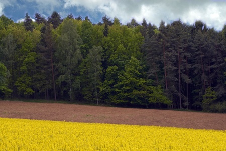 spring fields and sky with cloudsの写真素材