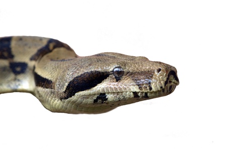 snakeの写真素材