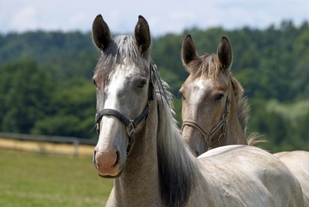 Horsesの写真素材