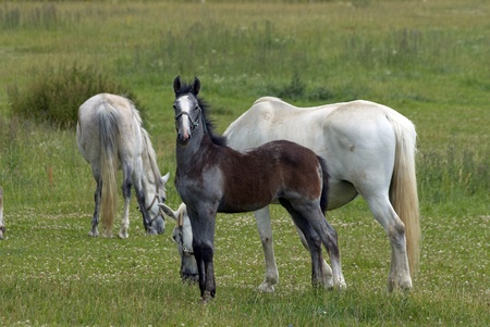 Horsesの写真素材