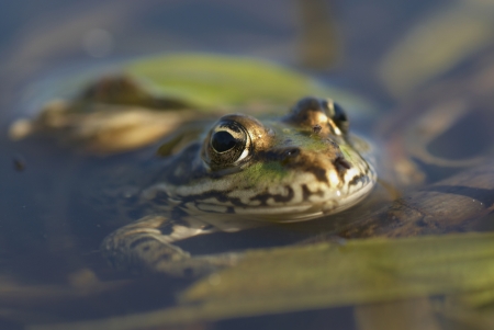 a frog in the waterの写真素材