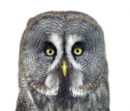Portrait of an owl in ZOO Vetrovyの写真素材