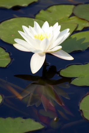 waterlily in a garden pondの写真素材