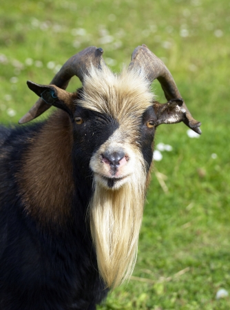 portrait of a goat on the farmの写真素材