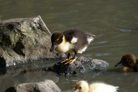 portrait of baby duck on the farmの写真素材