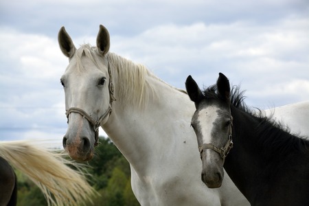 horses on the farmの写真素材