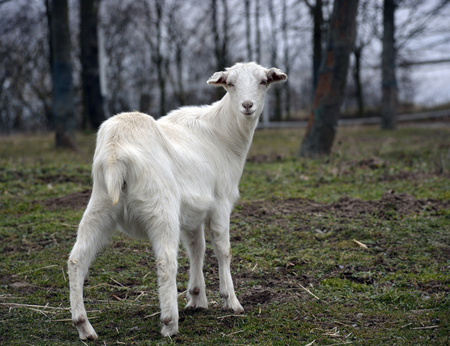 a goat on the farmの写真素材