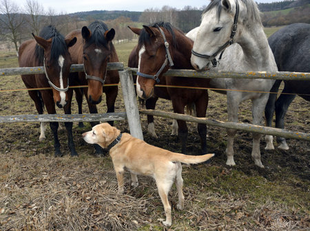 labrador retriever and horses on the farmの写真素材