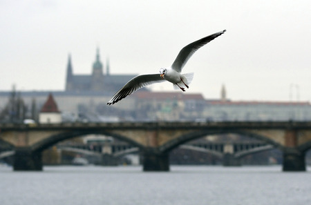 Flying seagulls and Prague castleの写真素材