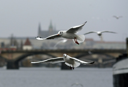 Flying seagulls and Prague castleの写真素材