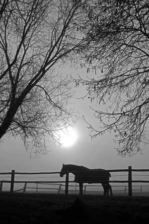 Horses on the farm in black and whiteの写真素材