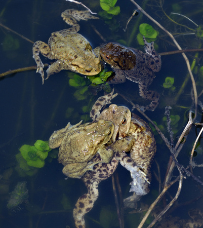 Spring frogs during mating in the waterの写真素材