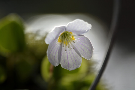 Spring flowers in the forestの写真素材