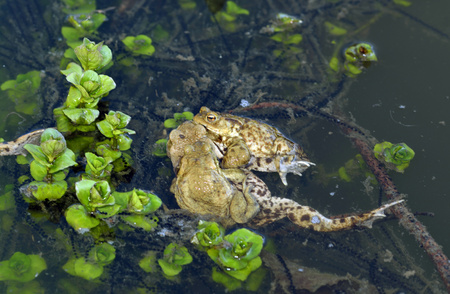Spring frogs during mating in the waterの写真素材