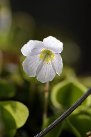Spring flowers in the forestの写真素材