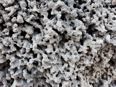 Fossil corals of the Aegean sea, Karpathos, Greece.の写真素材