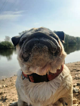 Close-up of pug at a river.の写真素材