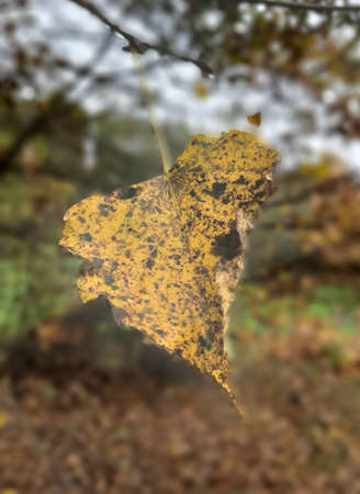 Yellow autumn leaf on a color background.の写真素材